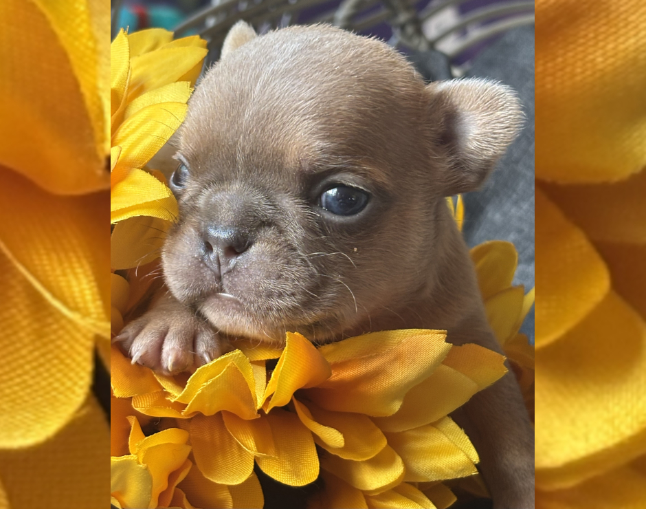 Wally, Male French Bulldog Puppy