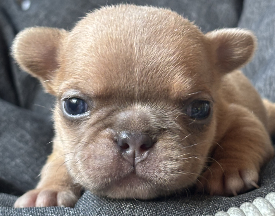 Wally, Male French Bulldog Puppy