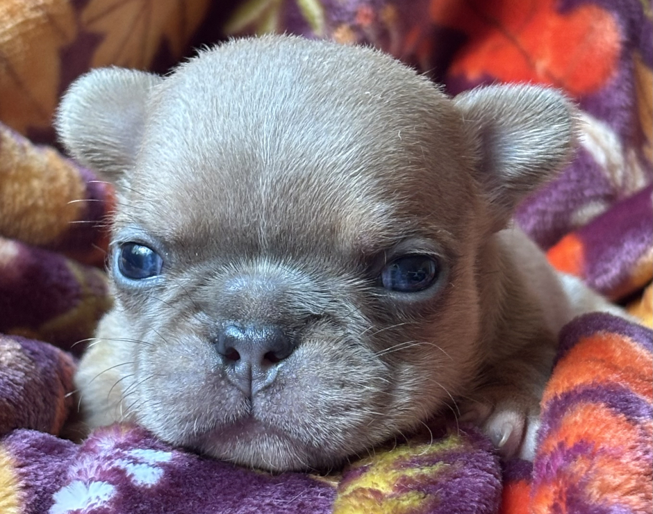 Wally, Male French Bulldog Puppy