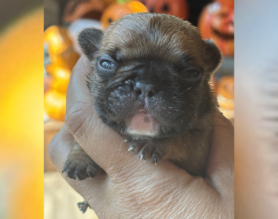 Wanda, Female French Bulldog Puppy