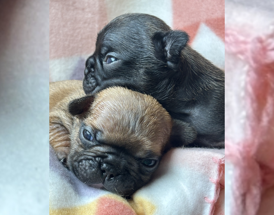 Wanda, Female French Bulldog Puppy