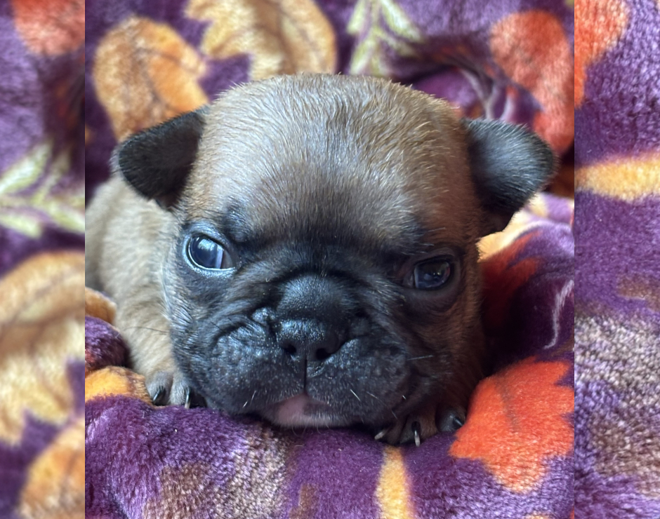Wanda, Female French Bulldog Puppy