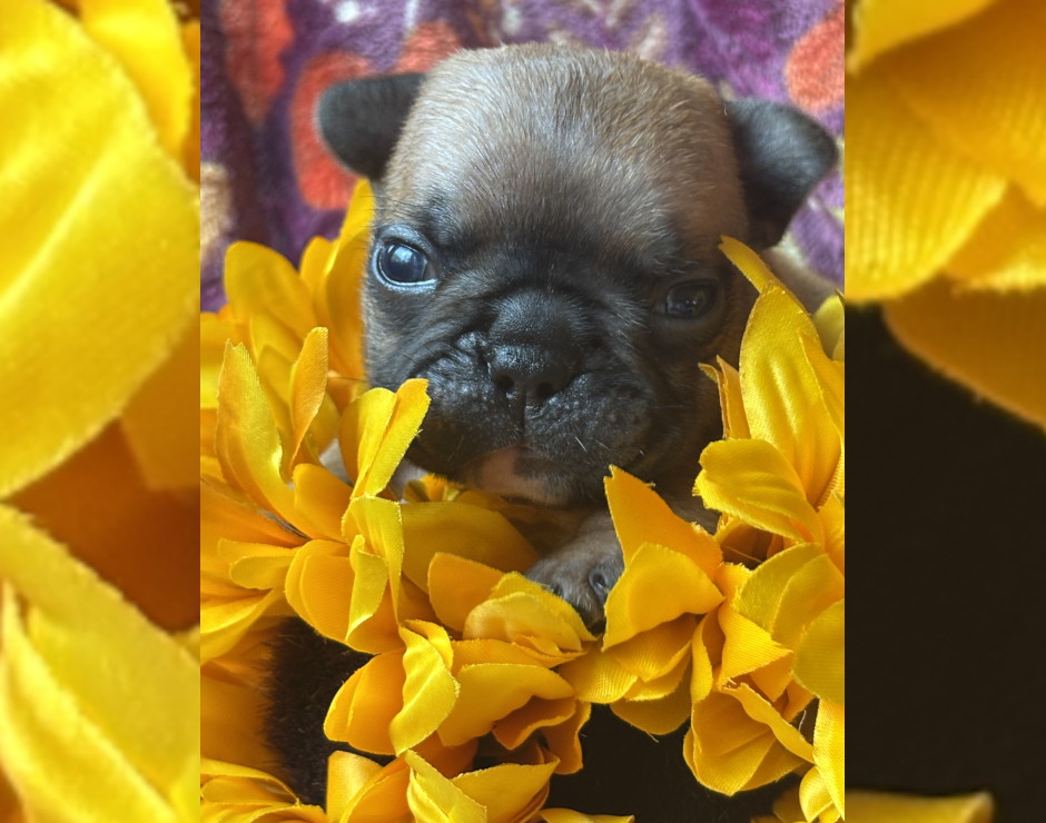 Wanda, Female French Bulldog Puppy