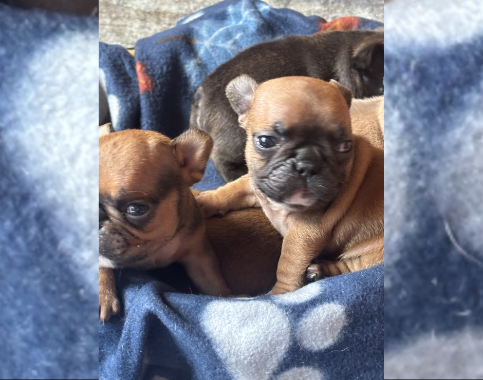 Wanda, Female French Bulldog Puppy