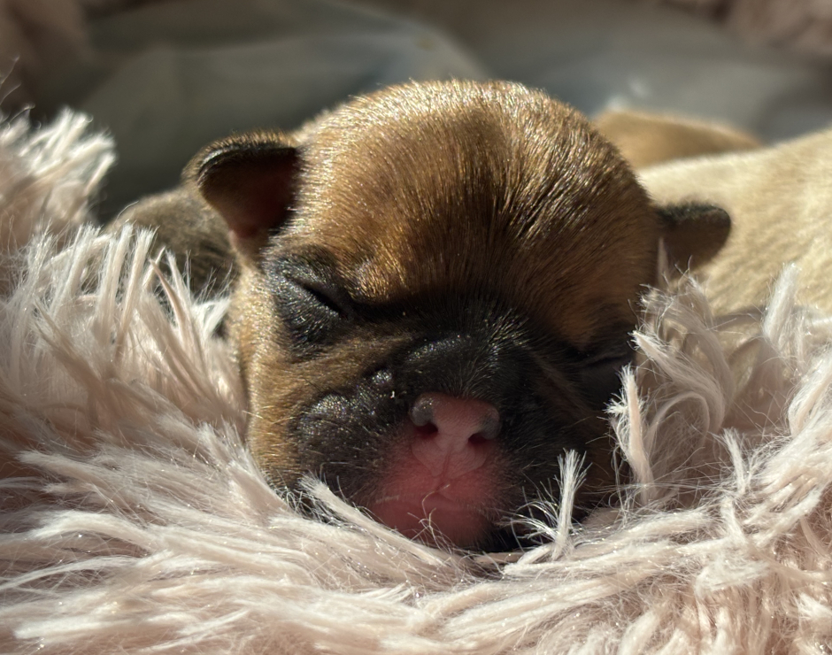 Wellington, Male French Bulldog Puppy