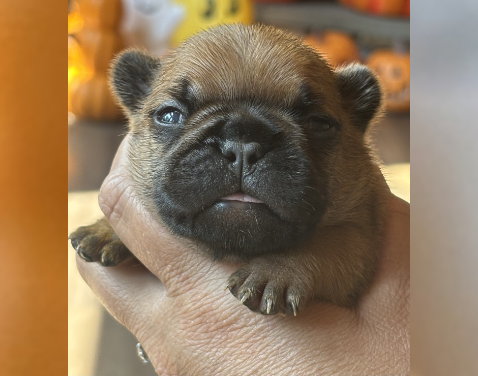 Wellington, Male French Bulldog Puppy