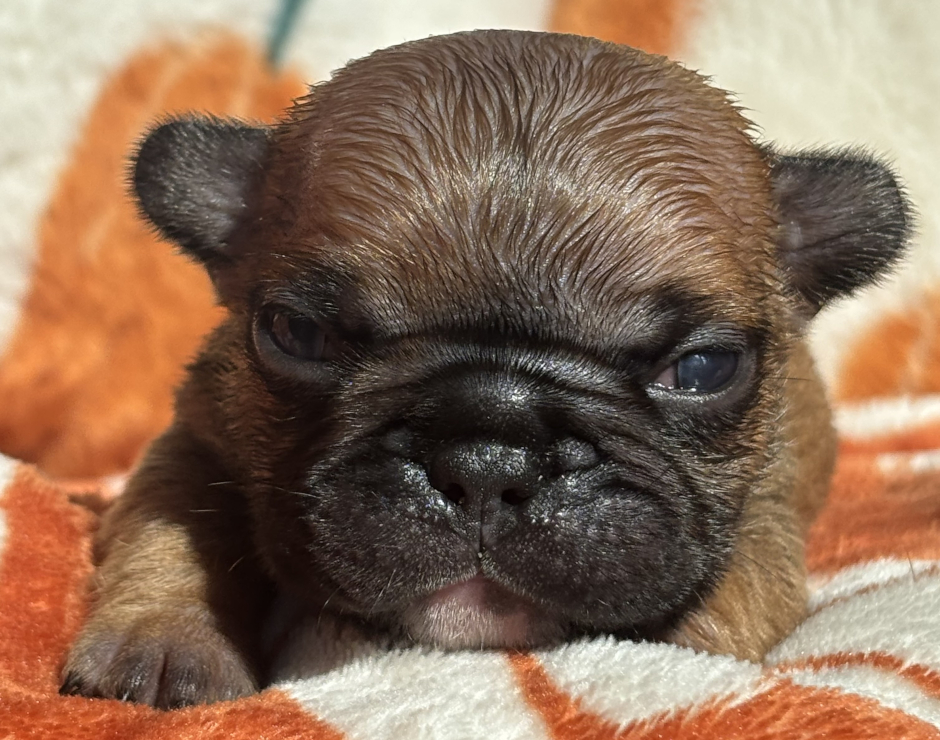 Wellington, Male French Bulldog Puppy