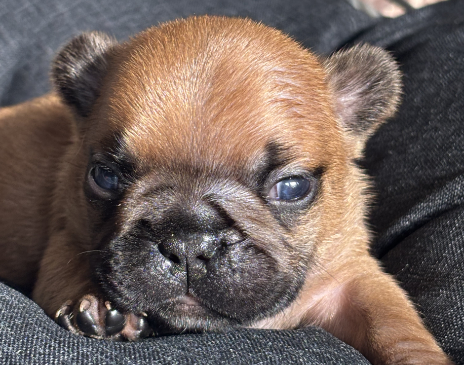 Wellington, Male French Bulldog Puppy