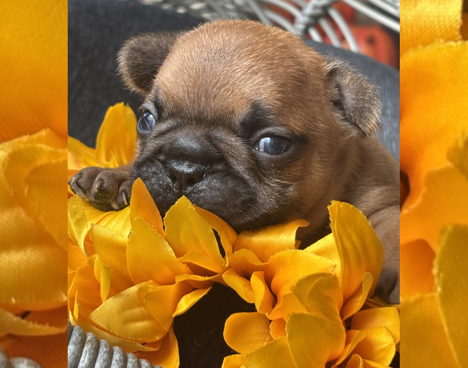 Wellington, Male French Bulldog Puppy