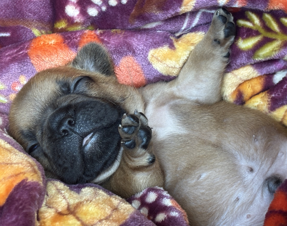 Wellington, Male French Bulldog Puppy