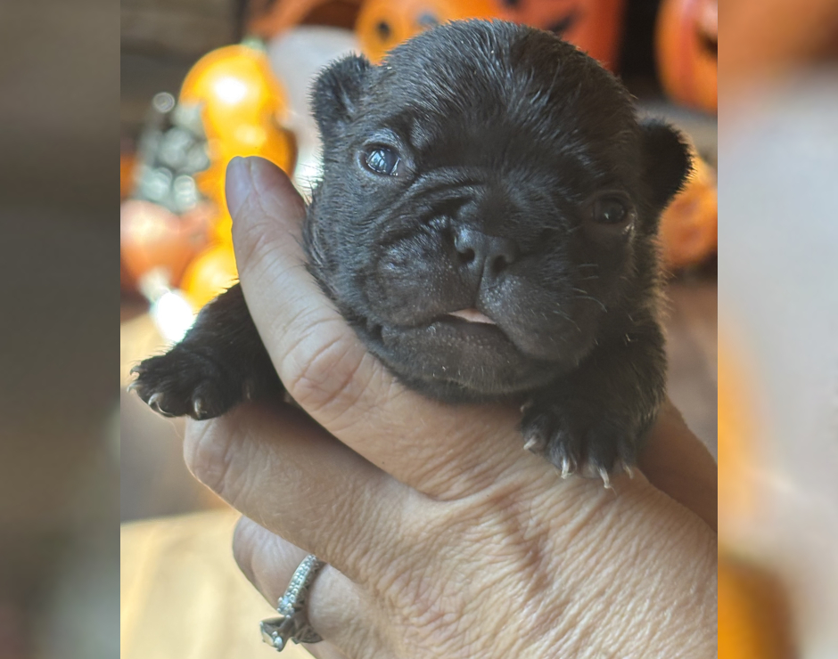 Wynona, Female French Bulldog Puppy
