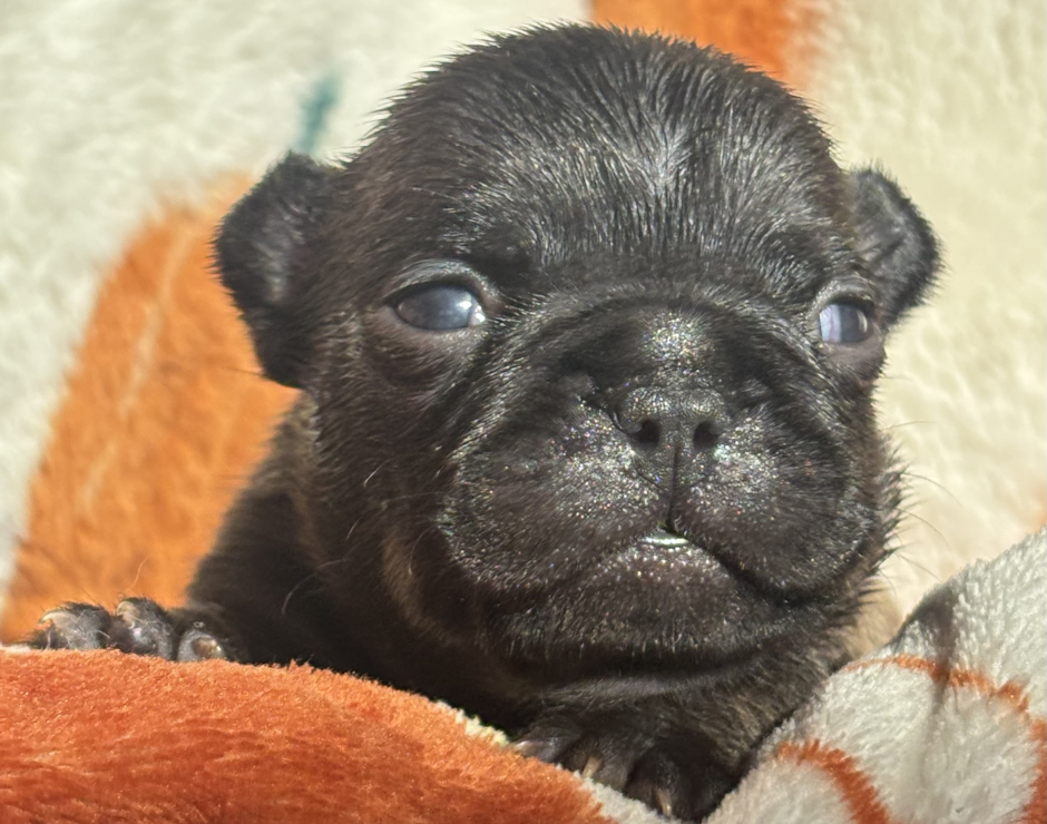 Wynona, Female French Bulldog Puppy