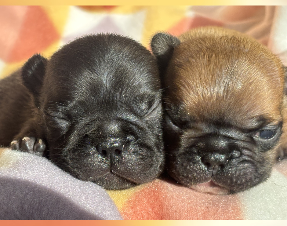 Wynona, Female French Bulldog Puppy