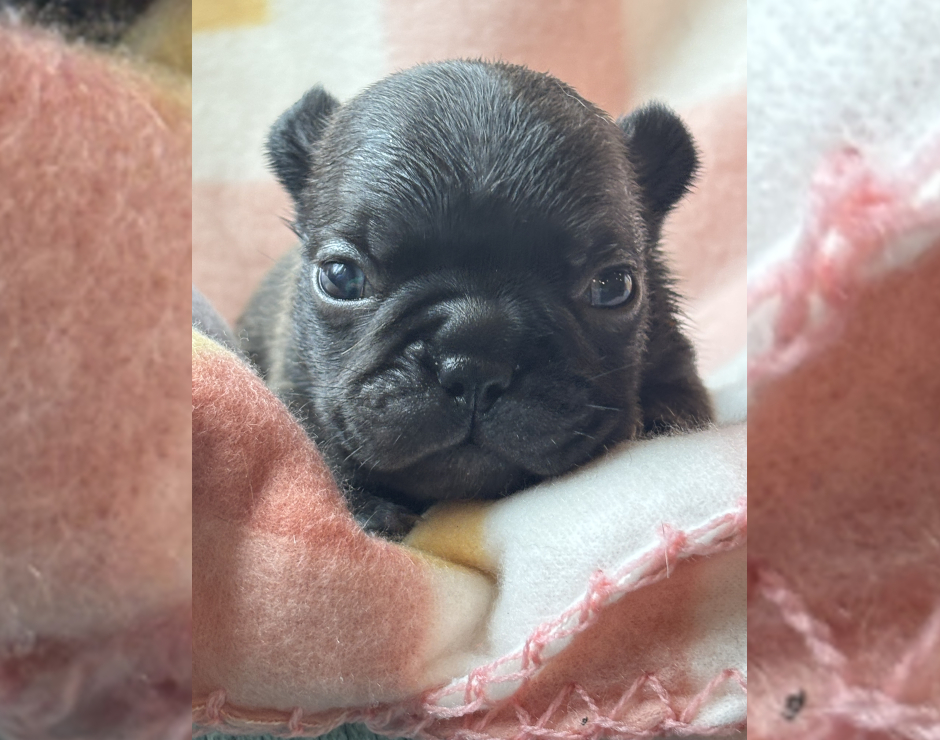 Wynona, Female French Bulldog Puppy