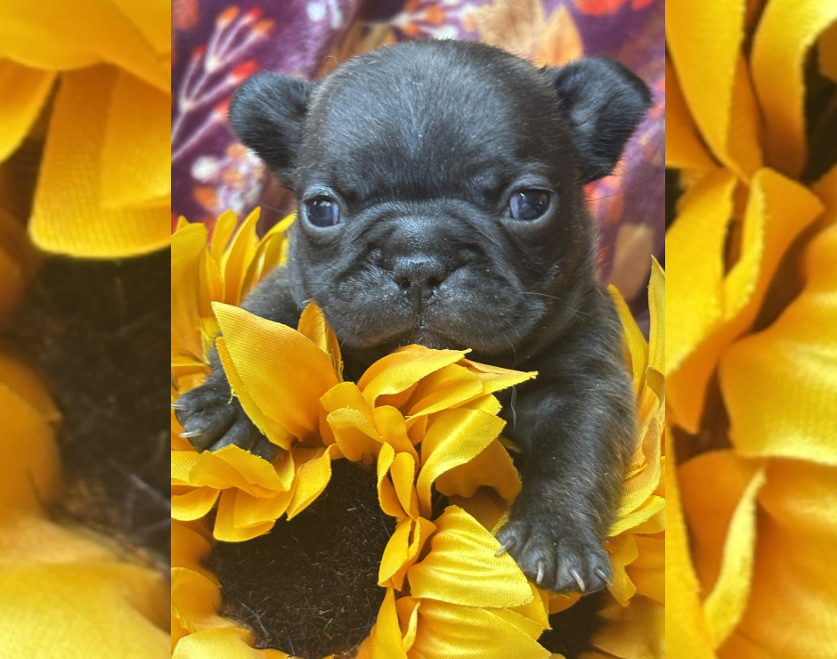 Wynona, Female French Bulldog Puppy