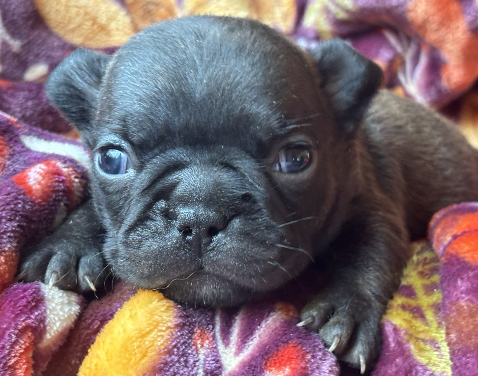 Wynona, Female French Bulldog Puppy