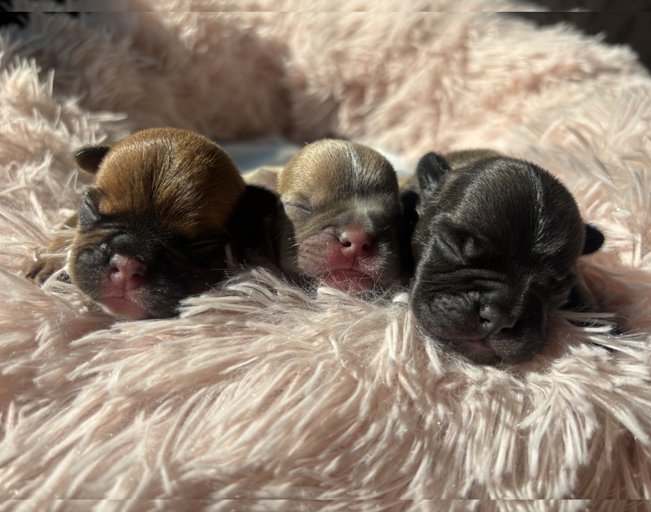 French Bulldog Puppies