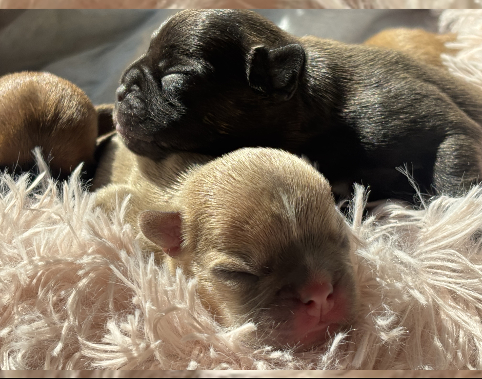 French Bulldog Puppies