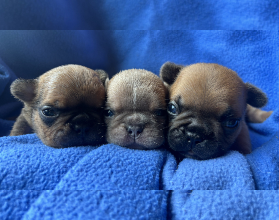French Bulldog Puppies