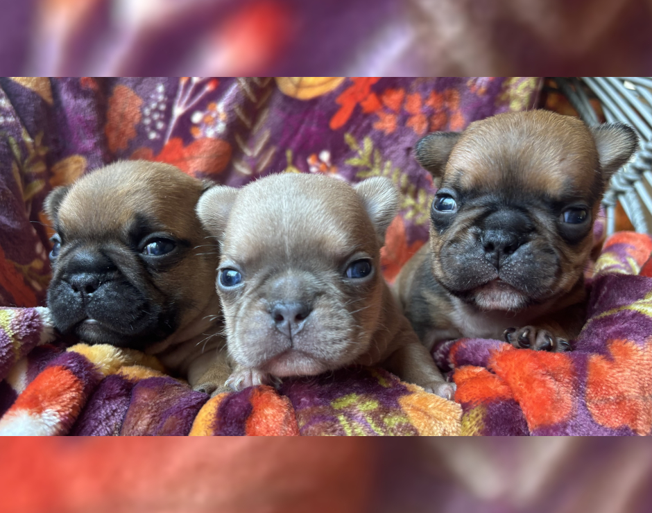 French Bulldog Puppies
