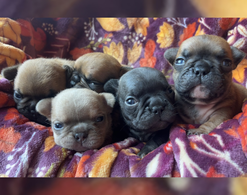 French Bulldog Puppies