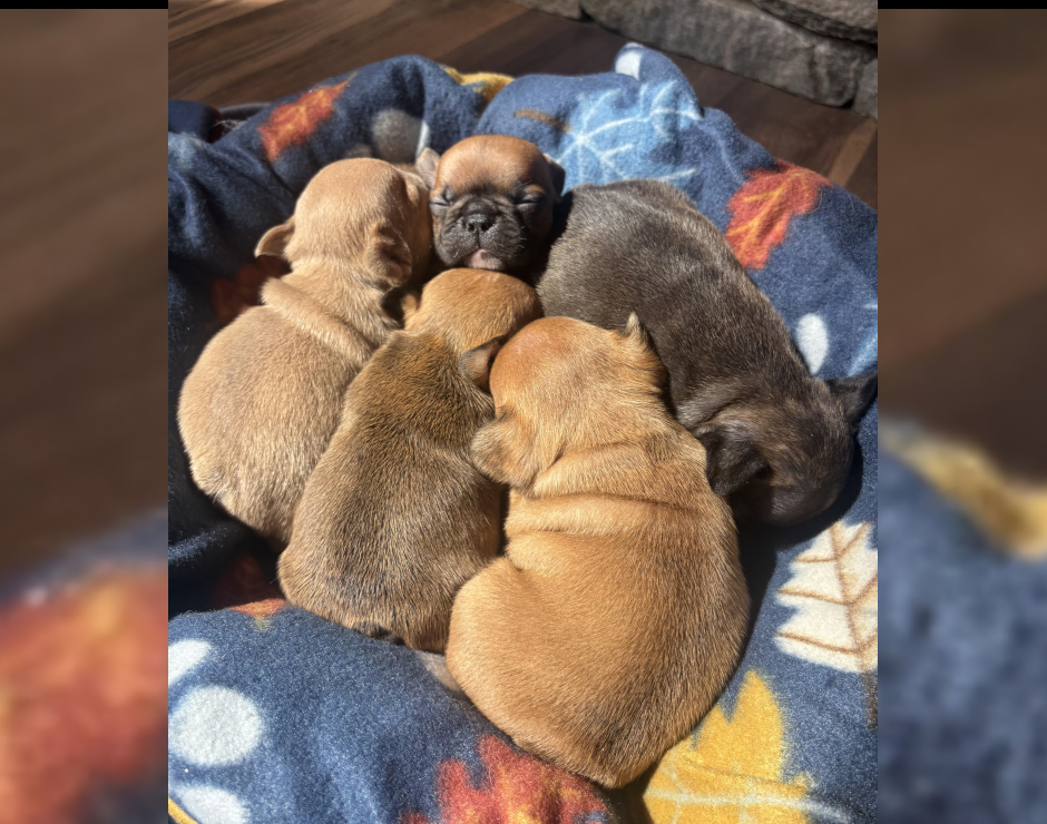French Bulldog Puppies