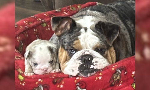 Malibu & Ritz English Bulldog Puppies