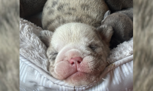 Malibu & Ritz English Bulldog Puppies