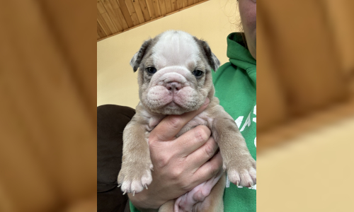 Malibu & Ritz English Bulldog Puppies