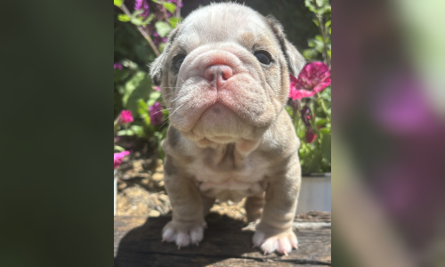 Malibu & Ritz English Bulldog Puppies