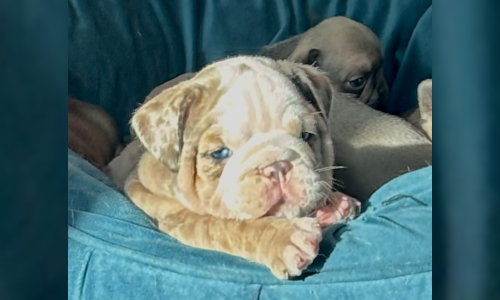 Malibu & Ritz English Bulldog Puppies