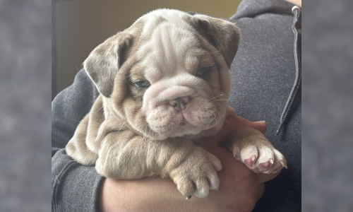 Malibu & Ritz English Bulldog Puppies