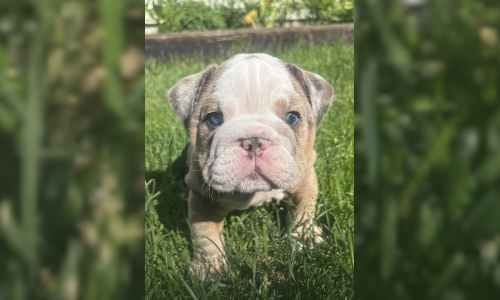 Malibu & Ritz English Bulldog Puppies