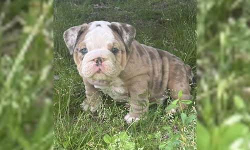 Malibu & Ritz English Bulldog Puppies