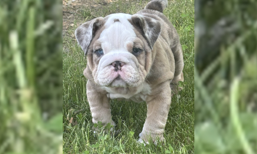 Malibu & Ritz English Bulldog Puppies