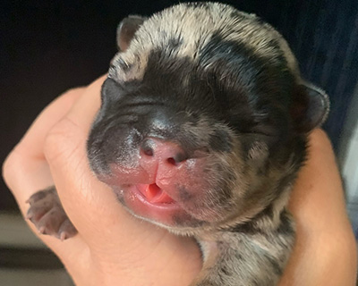 French Bulldog Puppy