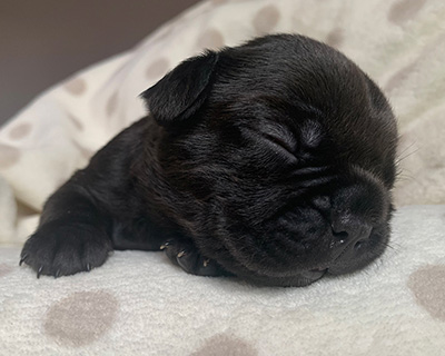 French Bulldog Puppy