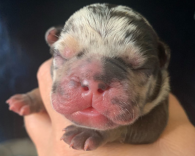 French Bulldog Puppy