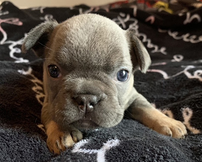 French Bulldog Puppy