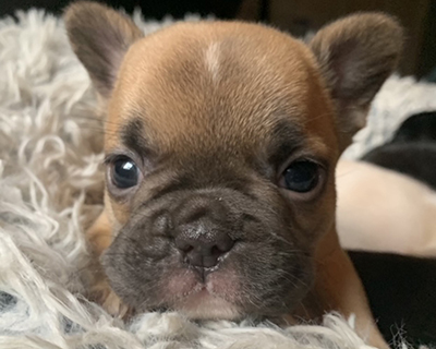 French Bulldog Puppy