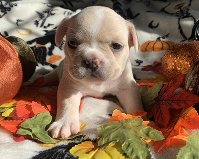 French Bulldog Puppy