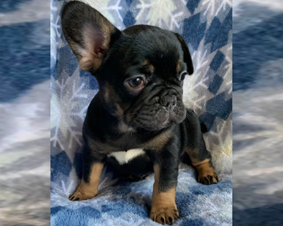 French Bulldog Puppy