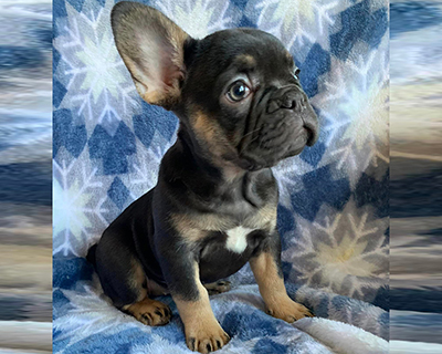 French Bulldog Puppy