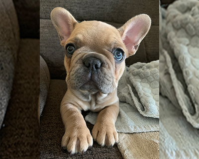 French Bulldog Puppy