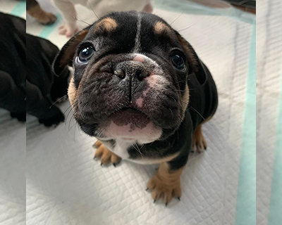 French Bulldog Puppy