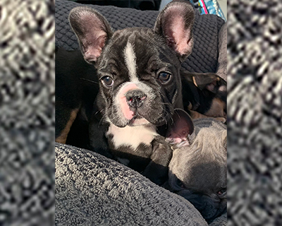 French Bulldog Puppy