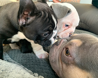 French Bulldog Puppy