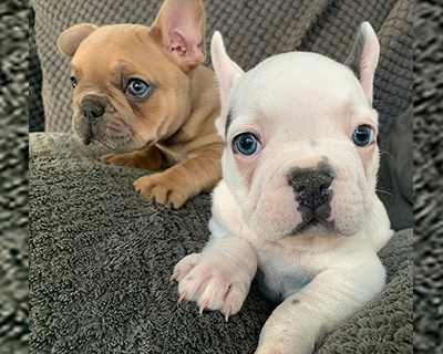 French Bulldog Puppy