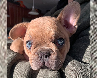 French Bulldog Puppy