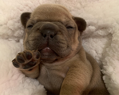 French Bulldog Puppy